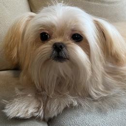 Chinese Crested and Mi-Ki Puppies from Neonate puppy care for breeders