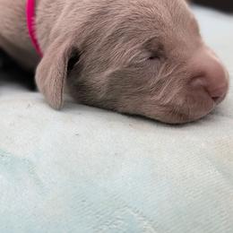 Lorraine - Silver gray female Weimaraner puppy in Evart, Michigan from Drehbar Weimaraners