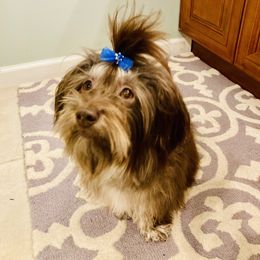 Havanese Puppies from Homefull of Havanese