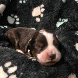 Storm - Brown merle male Aussiedoodle puppy in Redding, California from House Merrills Minis and Doodles