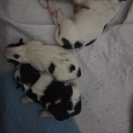 Japanese Chin Puppies from Chincredible Puppies
