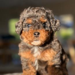 Marky - Merle male Cavapoo puppy in Yuciapa, California from AlltheDoodlez_