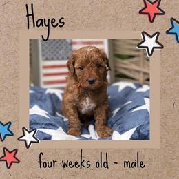 Hayes - Red  male Goldendoodle puppy in Zeeland, Michigan from Dandelion Lane Doodles