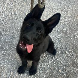 Kronos - Black male German Shepherd puppy in Boerne, Texas from Sudenblick German Shepherds