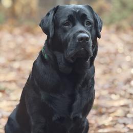 Francis - Labrador Retriever