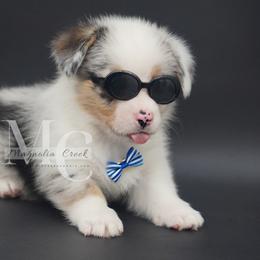 American Corgi and Pembroke Welsh Corgi Puppies from Magnolia Creek Corgis
