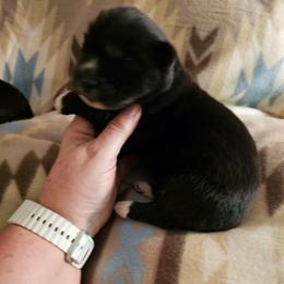 Renegade - Black male Siberian Husky puppy in Urbana, Ohio from Fairhaven's Siberian Huskies