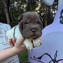 Storm - Brown male Chinese Shar-Pei puppy in Auburn, Kansas from Justin's Chinese Shar-Pei
