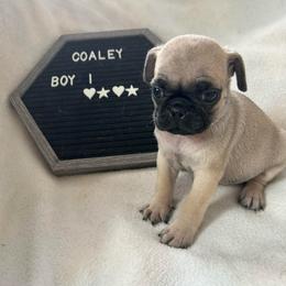Boy 1 - Fawn male Pug puppy in Norborne, Missouri from Pug Palace