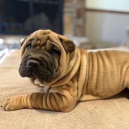 Orange collar - Red fawn female Chinese Shar-Pei puppy in Elkin, North Carolina from Martini Shar-Pei
