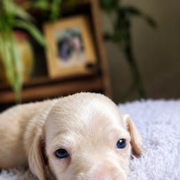 Cream boy 1 - Cream male Dachshund puppy in Port Orchard, Washington from Haus of Wiener Schnitzel