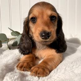 Shaded Red - Red male Dachshund puppy in Nampa, Idaho from Long_and_Low_Dachshunds