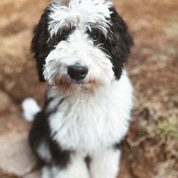 Huck - Bernedoodle