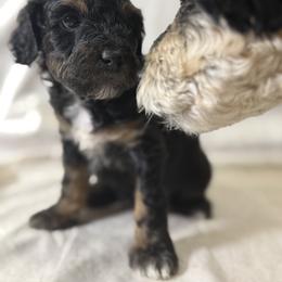 Cockapoo and Goldendoodle Puppies from Jax Doodles