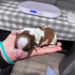 Vin - Brown and white male Shichon puppy in Bradford, Ohio from Ted E. Bear Patch