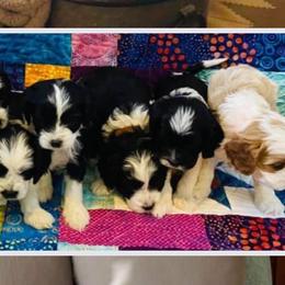 Cavalier King Charles Spaniels and Cavapoos from Ryder Ridge Farm