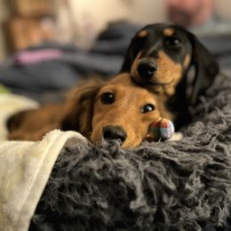 Dachshund Puppies from Little Legs Miniature Dachshunds