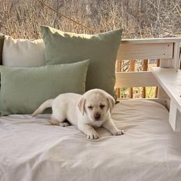 Gracie - Yellow female Labrador Retriever puppy in Tekonsha, Michigan from Asher Acres Labs