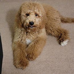 Opal - Goldendoodle