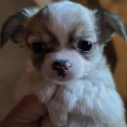 Dora - Black sabled fawn female Chihuahua puppy in Tulsa, Oklahoma from Hart's Chihuahuas
