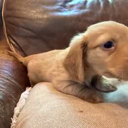 Boy 2 - Cream male Dachshund puppy in Pontiac, Michigan from Hutch hounds