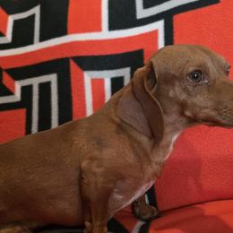 Vern - Dachshund