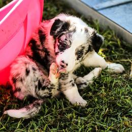 Border Collie Puppies from RockIt Border Collies
