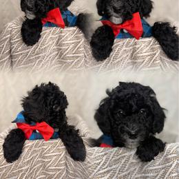 Johnny - Black and white male Aussiedoodle puppy in North Olmsted, Ohio from Iron Doodles