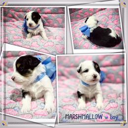 Marshmallow - Black tri-color male Aussiedoodle puppy in Houston, Texas from Jomelkin Furry Pals