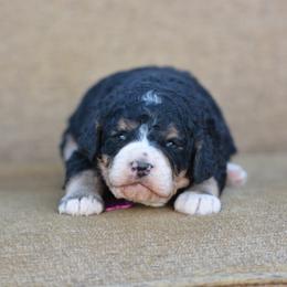 Pink collar female - Tri-color female Bernedoodle puppy in Scottsboro, Alabama from Dixie Land Doodles