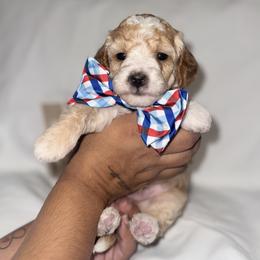 Spanky - Apricot male Poodle puppy in Hemet, California from Vallevistadoodles