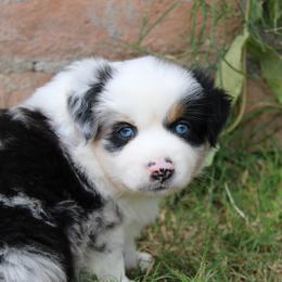 Skye - female Miniature Australian Shepherd puppy in Sonoita, Arizona from Gardner Canyon Kennels