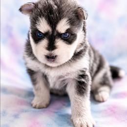 Bentley Blu - Blue male Pomsky puppy in Mc Callsburg, Iowa from SZ Rolling Acres LLC