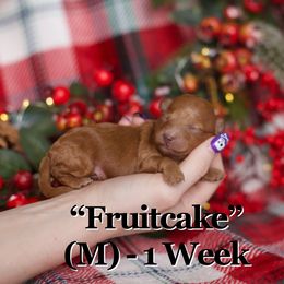 Fruitcake - Red  male Goldendoodle puppy in St. George, Utah from Utah Mini Doodles