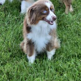 Ruby - Toy Australian Shepherd