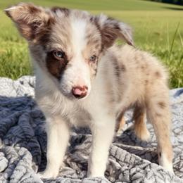 Banjo - Red merle male Border Collie puppy in East Ellijay, Georgia from Nine Peaks Border Collies