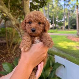 Boy Cream-2 - Cream male Goldendoodle puppy in Petal, Mississippi from Magnolia Doodles of Southern Miss