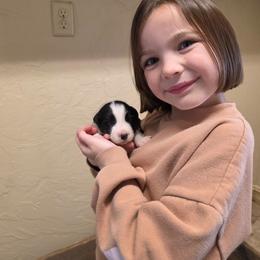 Willow - Black and white female Border Collie puppy in Ripley, Oklahoma from Adventure5 Border Collies