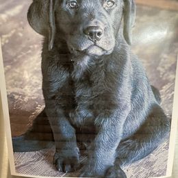 Labrador Retriever Puppies from Ski2Sky Labrador’s