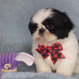 Mister Lucky - Black and white male Shih Tzu puppy in Cartersville, Georgia from Autumn Breeze Shih Tzus and Friends
