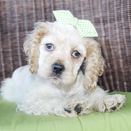 Girl 1 - Buff female Cocker Spaniel puppy in Paris, Oklahoma from Double M Cocker Spaniels