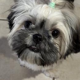 Shih Tzu All Grown Up from Precious Lil Tzus