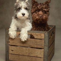 Miniature Schnauzer Puppies from Brown’s Kennel Club