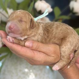 Ice. Man - Cream male Goldendoodle puppy in Yuciapa, California from AlltheDoodlez_