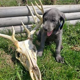 Weimaraner Puppies from Miller's Weimaraners