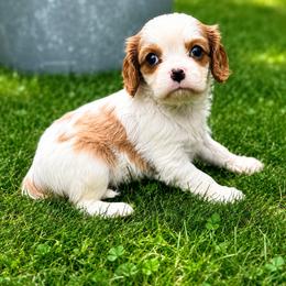 Cavalier King Charles Spaniel Puppies from King Charles
