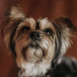 Yorkshire Terriers from Arizona Yorkies