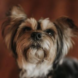 Yorkshire Terriers from Arizona Yorkies