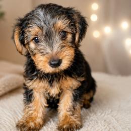 Duke - Black and tan male Yorkshire Terrier puppy in Broxton, Georgia from More Than Family
