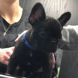 French Bulldog and Miniature Bull Terrier Puppies from Dogs of Dyhar